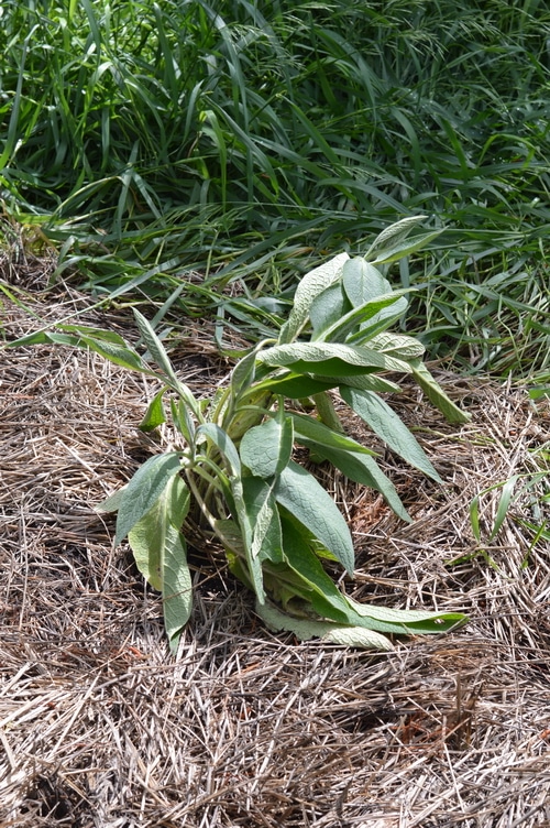 recently transplanted comfrey