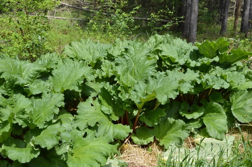 rhubarb
