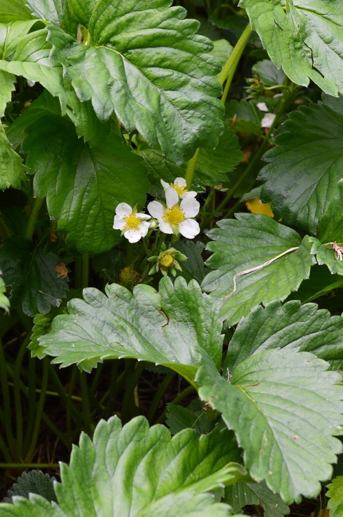 The Zone 3 Garden in June Growing Herbs Joybilee® Farm DIY