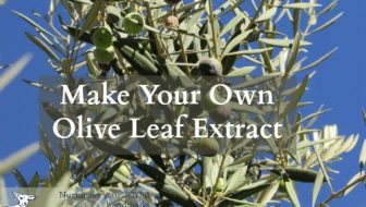 DiY Olive Leaf Extract With Benefits