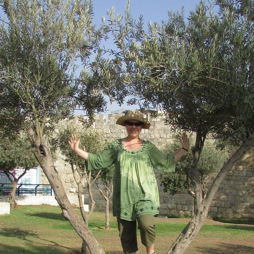 Olive leaves are anti-microbial, anti-viral, anti-inflammatory, and antiseptic. This makes them useful to fight infection, and other feverish conditions, and to stave off a cold or the flu. Buhner in Herbal Antivirals, lists olive leaf as an anti-influenza herb and supplement. Olive leaf is anti-microbial, and anti-viral. It protects the lungs from damage and is useful both in preventing viruses from replicating and in protecting the lungs during a virus that you can’t seem to shake.