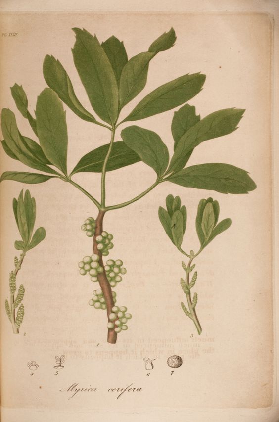 myrica-cerfera