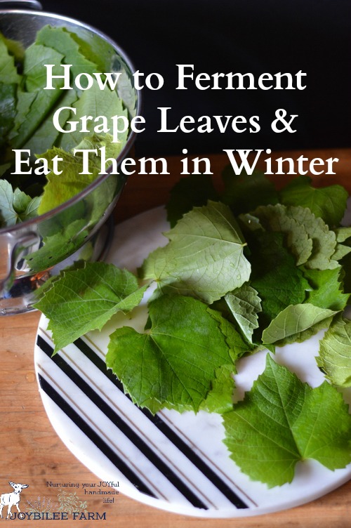 How to Ferment Grape Leaves and Eat Them in Winter Joybilee® Farm