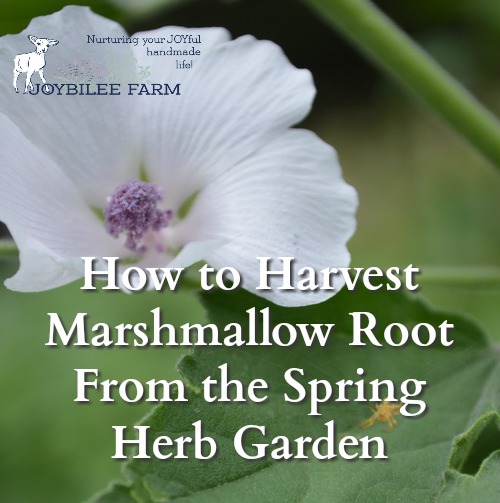 How To Harvest Marshmallow Root From The Spring Herb Garden