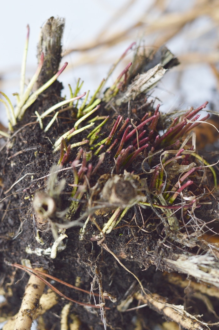 How to Harvest Marshmallow Root From the Spring Herb Garden Joybilee