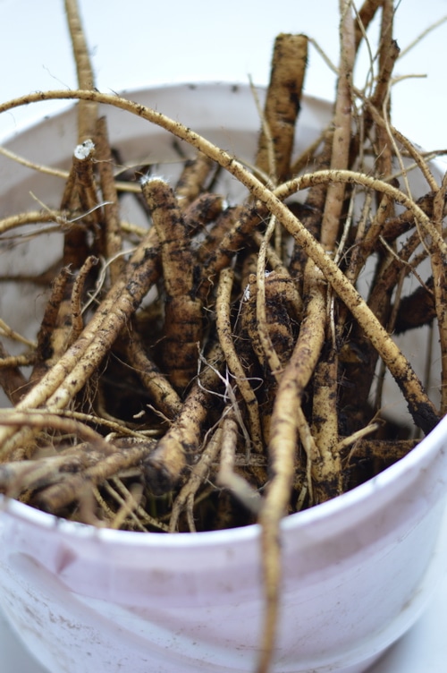 How To Harvest Marshmallow Root From The Spring Herb Garden