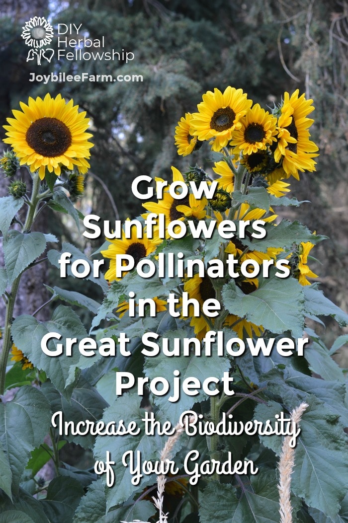 growing sunflowers for pollinators in the great sunflower
