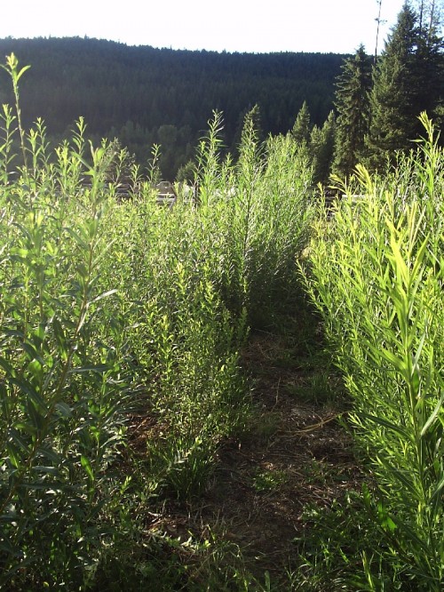 Basket Willows to Grow and to Weave With