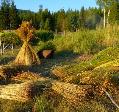 A field of harvested linen