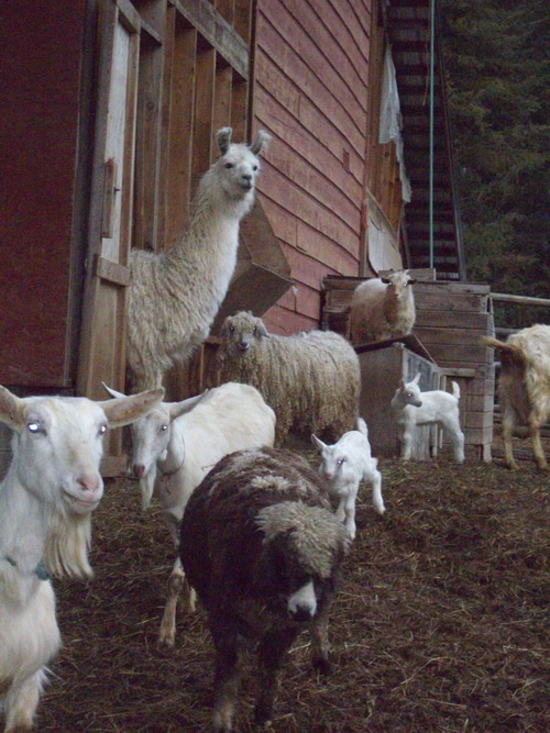 Avoid the eager homestead mistakes of getting animals before their fencing and housing is ready, otherwise it's overly stressful for you and the animal.