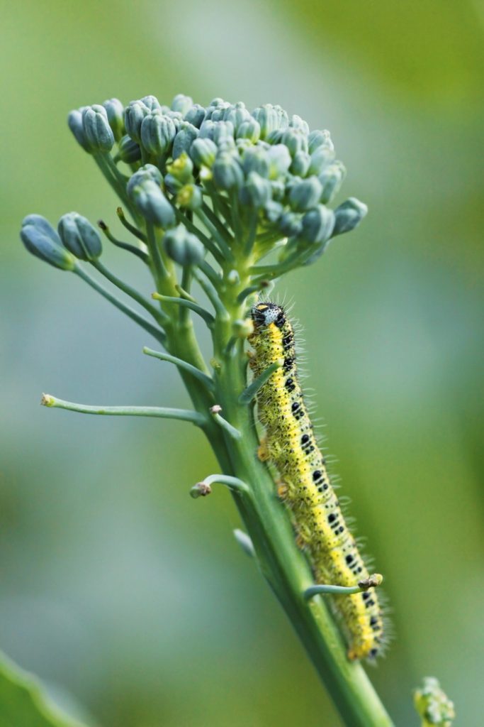 How to Get Rid of Broccoli Worms in Organic Broccoli, Cauliflower ...