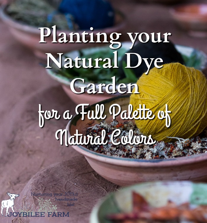 Planting your Natural Dye Garden for a Full Palette of Natural Colors
