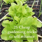 Lettuce in garden bed