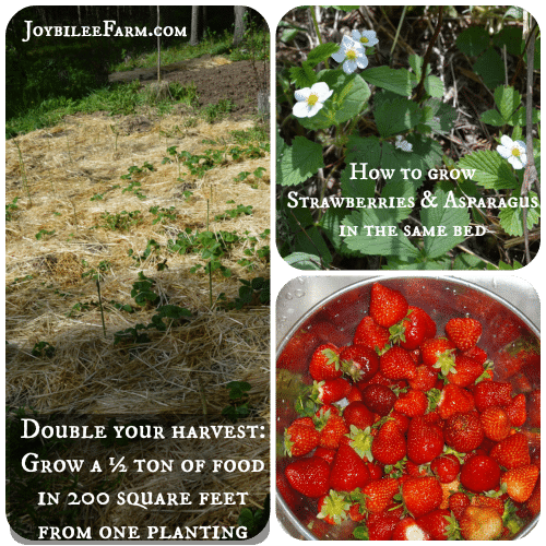 How To Grow Strawberries And Asparagus The Permaculture Way How To Grow Strawberries And Asparagus In The Same Bed Joybilee Farm