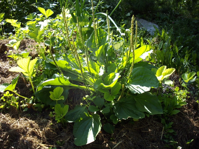  una pianta di piantaggine a foglia larga, un utile verde selvatico e erba