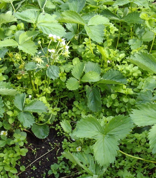 chickweed în creștere printre căpșuni