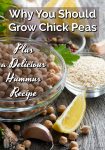 Chick peas, garlic cloves, lemon wedges - hummus ingredients sitting on a cutting board.