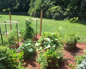 Plants growing in a garden