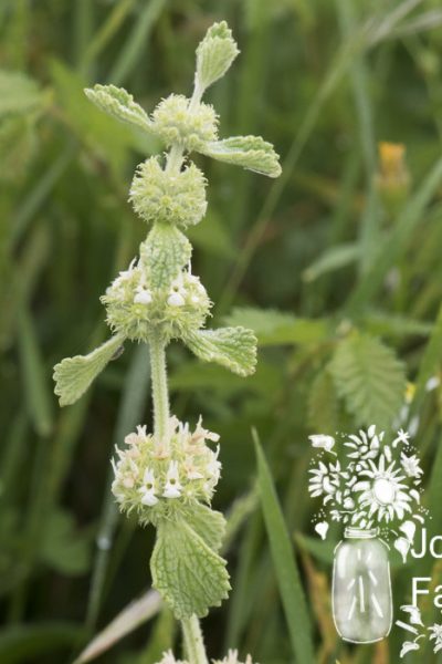 a stalk of horehound in a garden