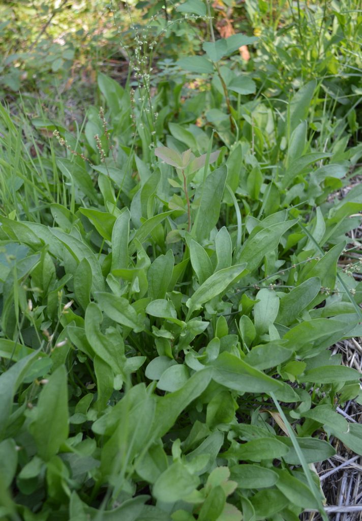 acetosa di pecora che cresce vicino a un giardino