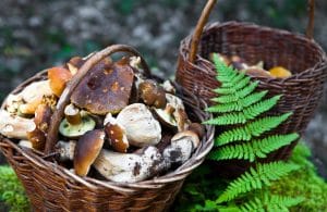 A willow basket full of mushrooms by green fern