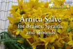 DIY Arnica Salve to Soothe the Bruises and Strains of Your Active Lifestyle
