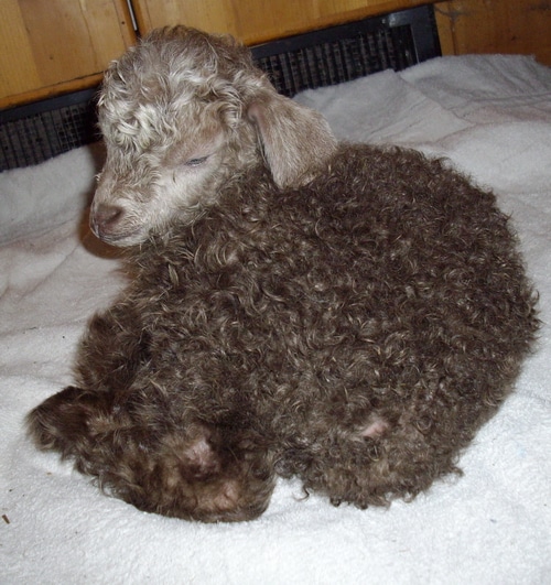 No time to call the vet Dealing with hypothermia in baby goats and