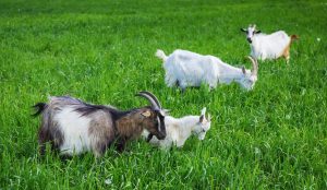 goats and sheep