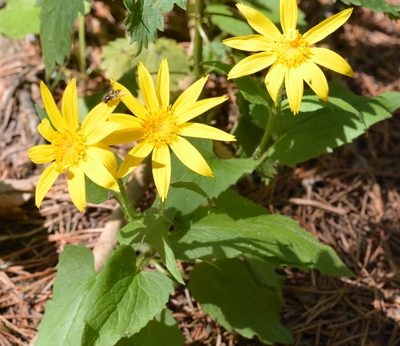 Arnica montana is one of the very best herbal remedies for bruises, sprains, and strains. Here's how to identify arnica in the wild and use it for herbal remedies.