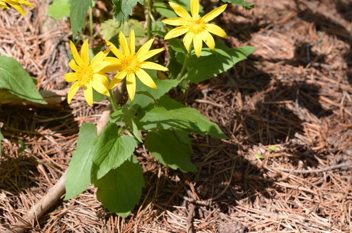 Arnica montana jest jednym z najlepszych ziołowych środków na siniaki, zwichnięcia i szczepy. Oto jak zidentyfikować arnikę w środowisku naturalnym i wykorzystać ją do leczenia ziołowego.