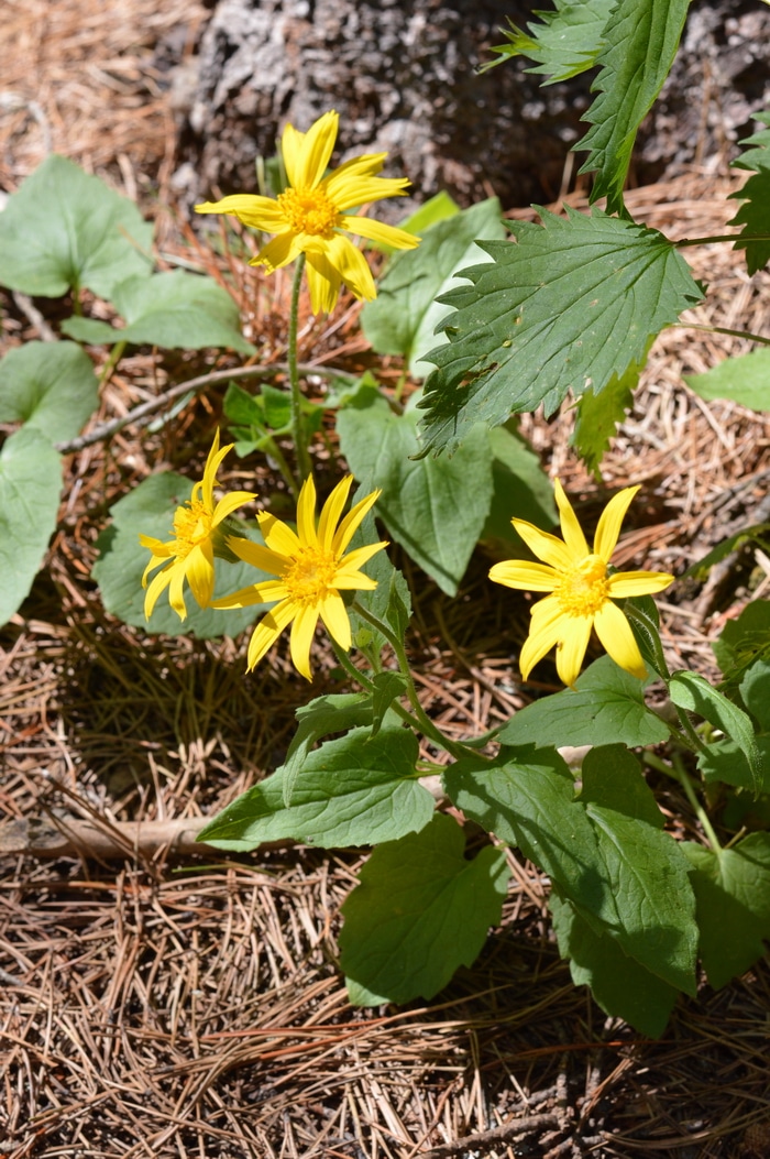 L'arnica montana è uno dei migliori rimedi erboristici per contusioni, distorsioni e stiramenti. Ecco come identificare l'arnica in natura e usarla per i rimedi erboristici.