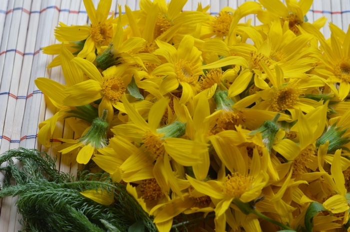 Arnica montana is one of the very best herbal remedies for bruises, sprains, and strains. Here's how to identify arnica in the wild and use it for herbal remedies.