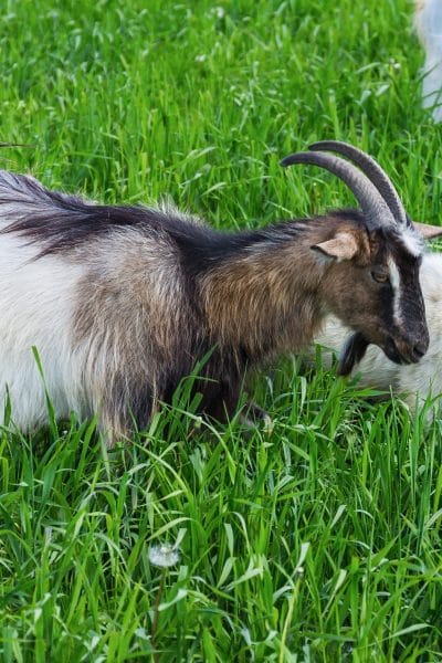 Goats grazing in green grass