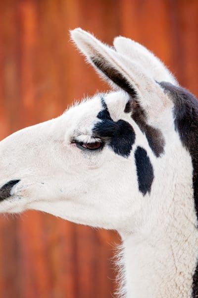 A profile shot of a black and white llama