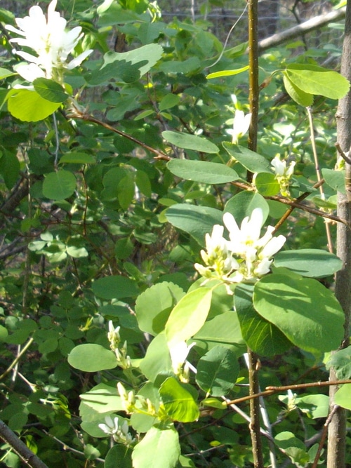 flowering wild saskatoons