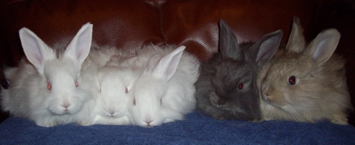 Angora rabbits