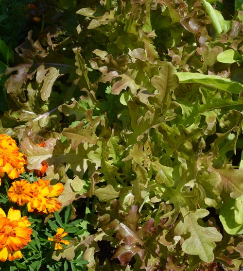 healthy lettuce and marigolds growing in a hugelculture bed