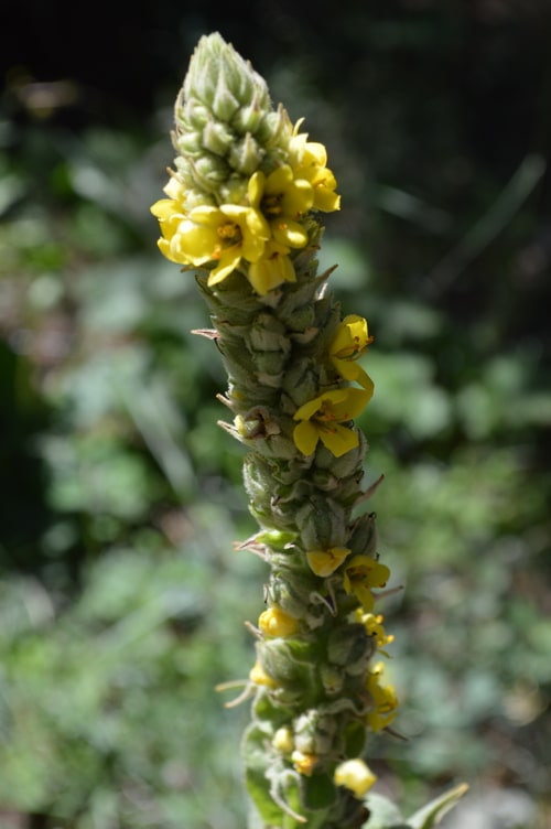 How to use Mullein for colds and flu | Joybilee® Farm | DIY | Herbs