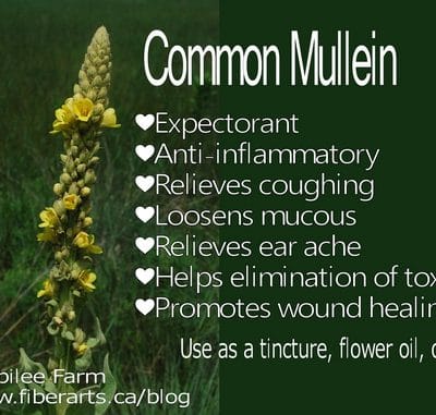 My post, "Mullein for colds and Flu" is nominated for the People's Choice, please help