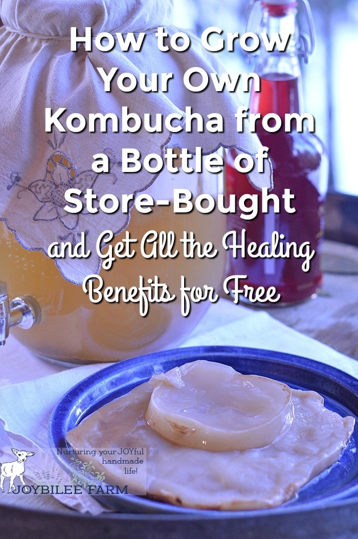 How to Grow Your Own Kombucha From a Bottle of Store Bought and Get All