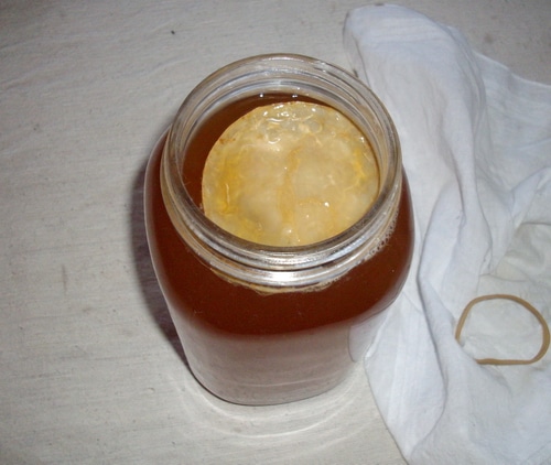 Kombucha scoby