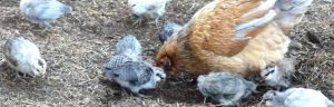 Hen and her chicks on the homestead