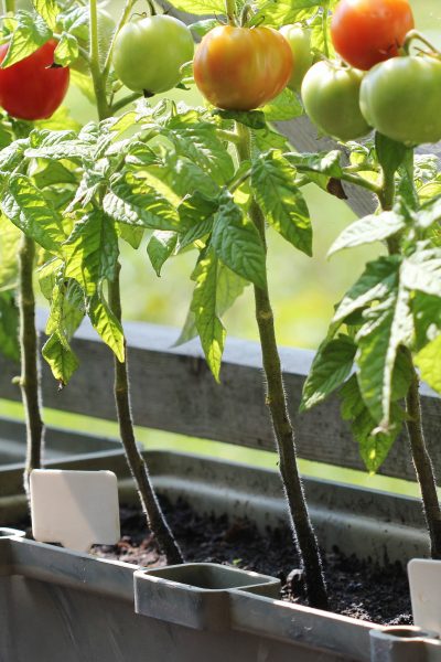 tomatoes growing in a planter on a balcony