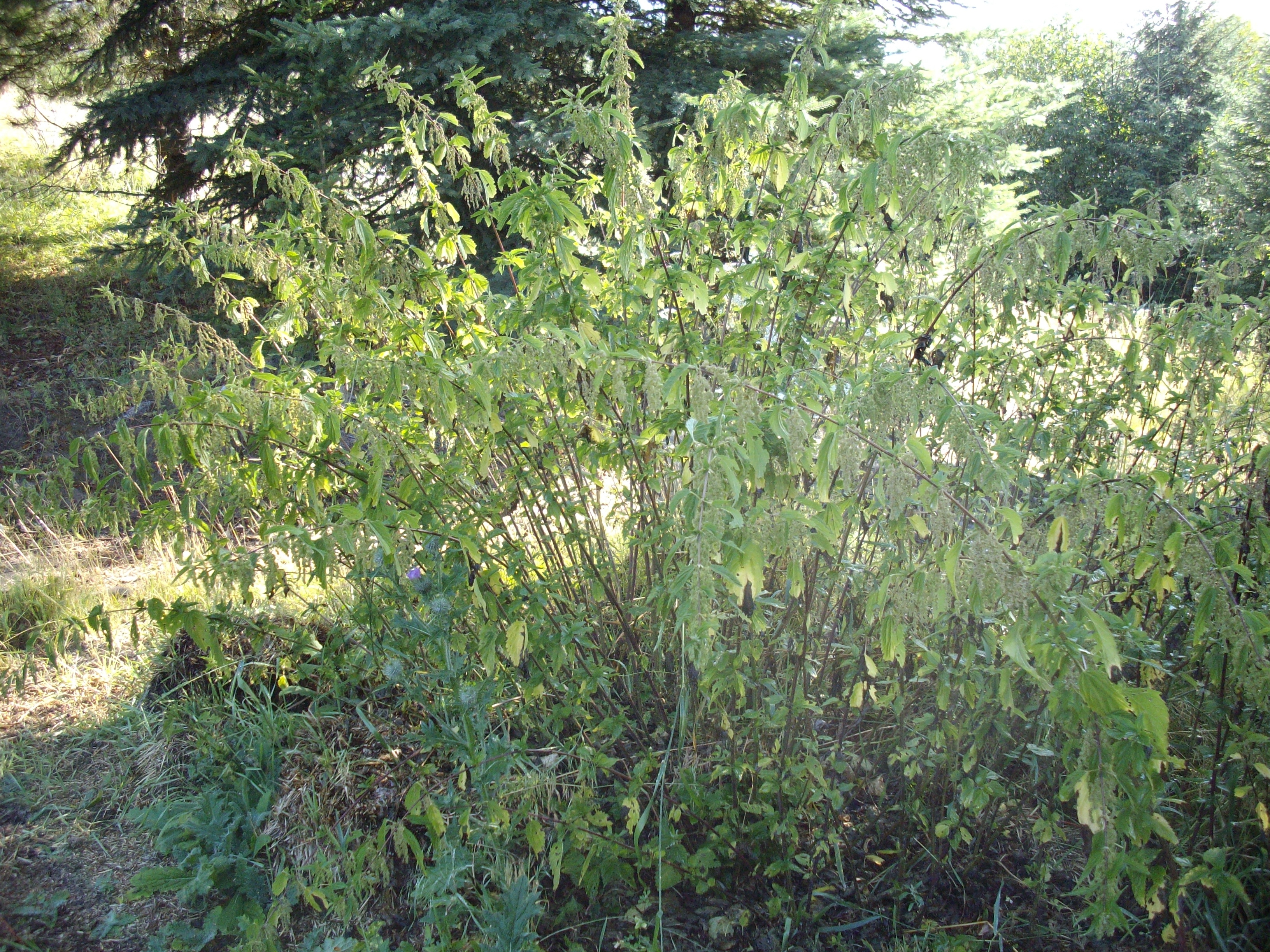 Harvesting Nettles for Spinning and Weaving Joybilee Farm DIY