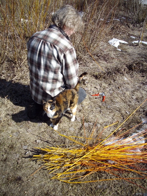 Harvesting Willow from Coppiced Willow Stools