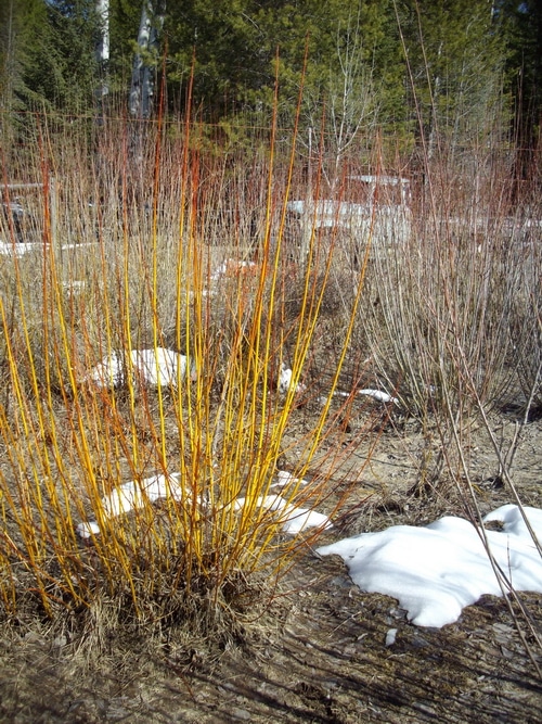 Harvesting willow bark for herbal remedies