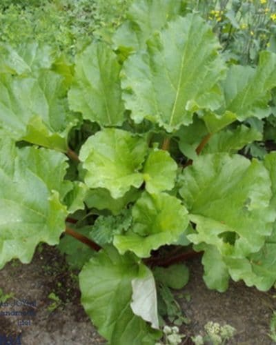 Rhubarb is an easy to grow perennial that deserves a spot in your temperate garden. Do you have a patch of this tart perennial vegetable on your homestead?
