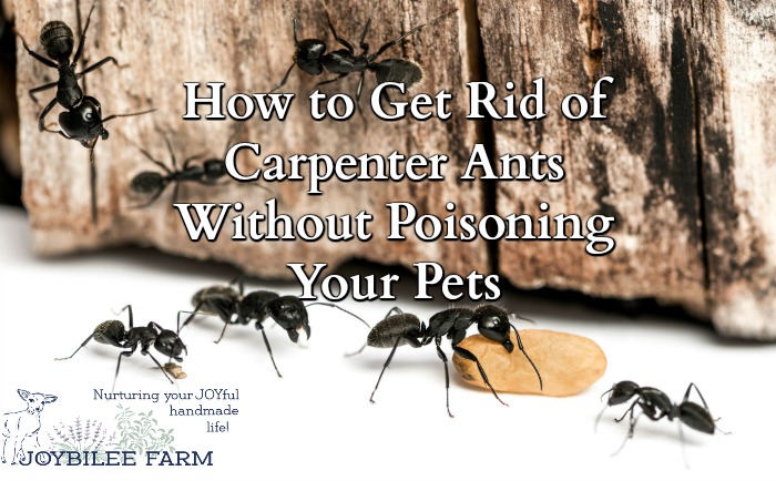How To Get Rid Of Carpenter Ants Without Poisoning Your Pets,Types Of Fabric Material