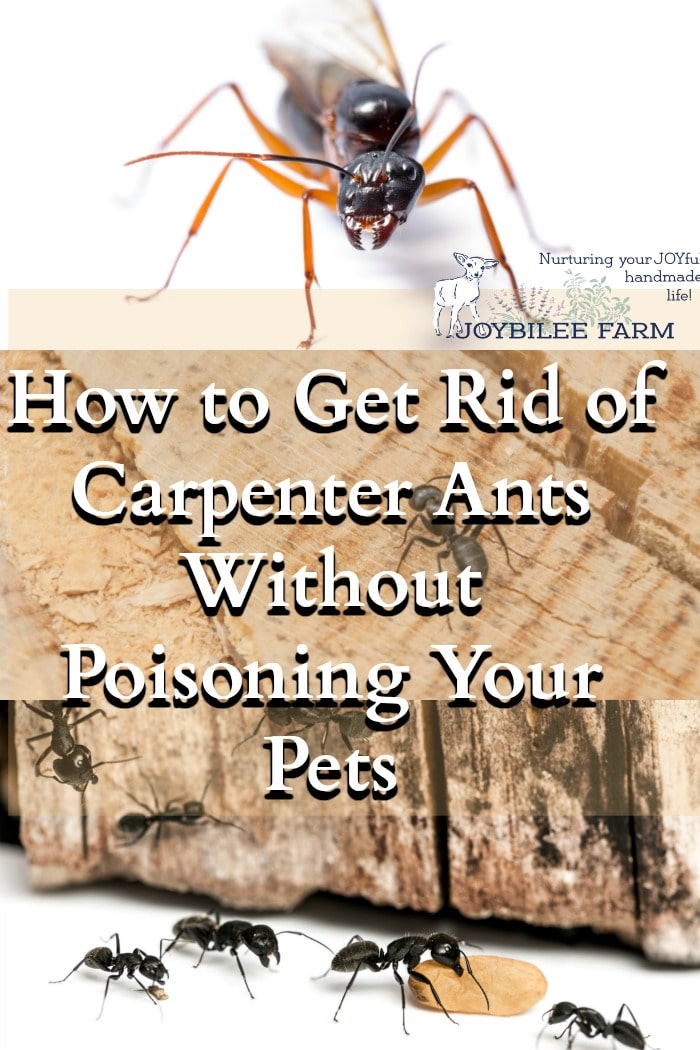 How to Get Rid of Carpenter Ants Without Poisoning Your Pets - How To Get Rid Of Ants Inside The House