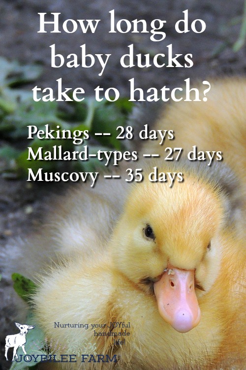 Duck Egg Hatching Chart